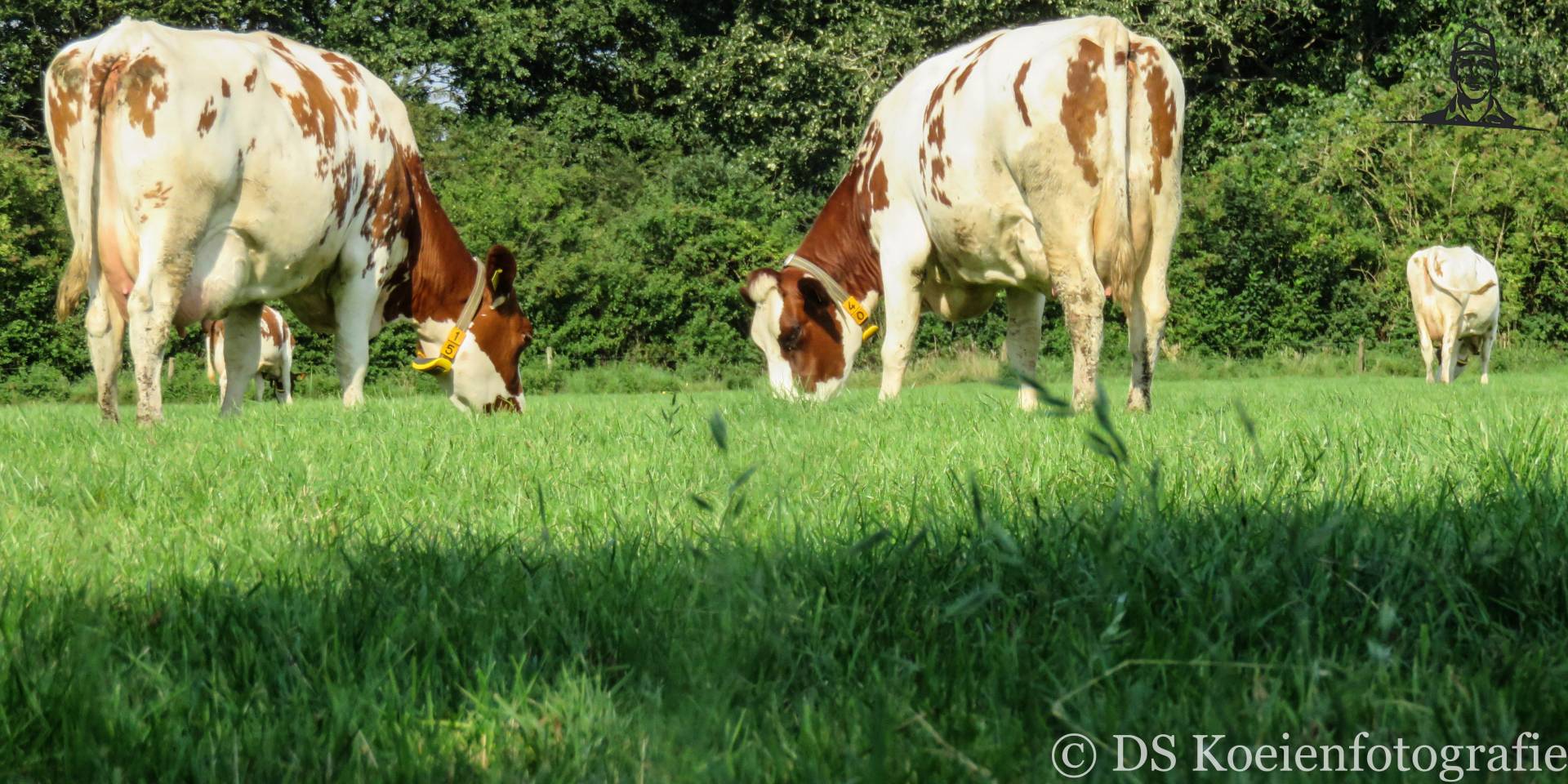 Koeien in Udenhout van Fiat110-90 DT