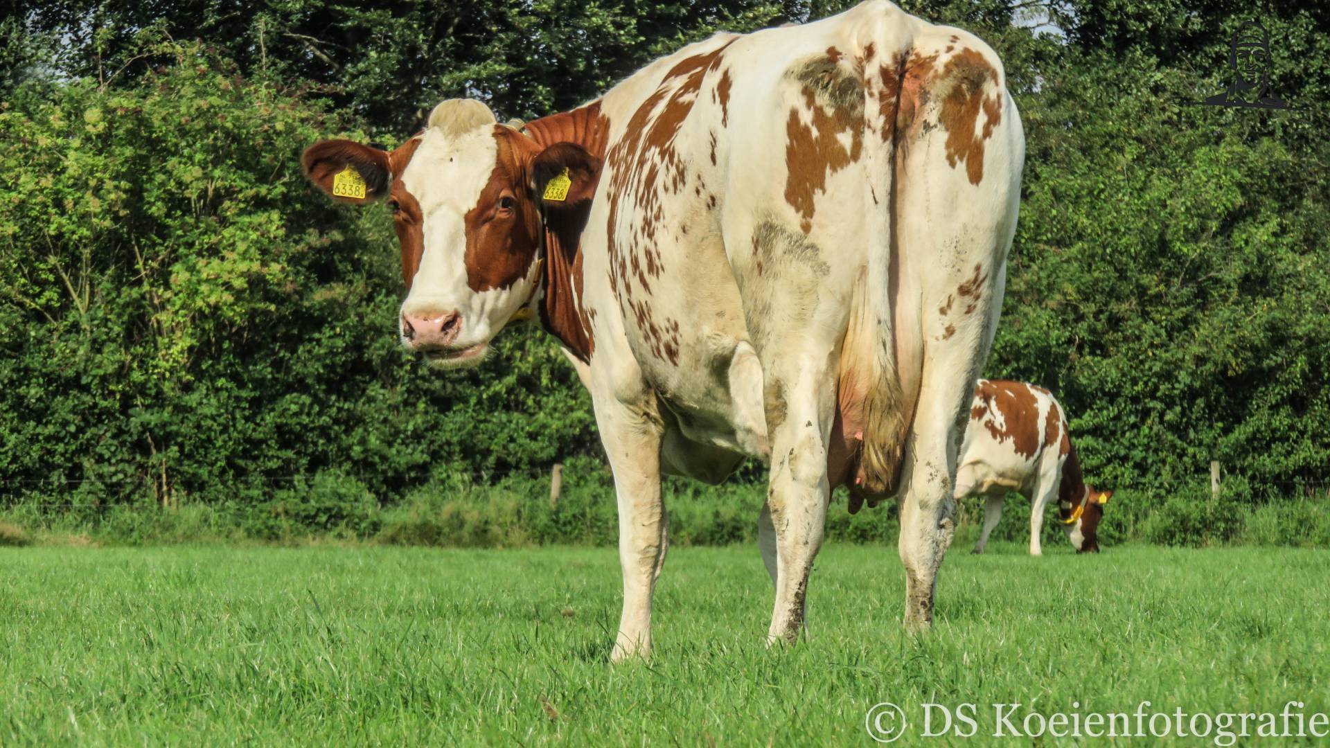 Koe in Udenhout van Fiat110-90 DT