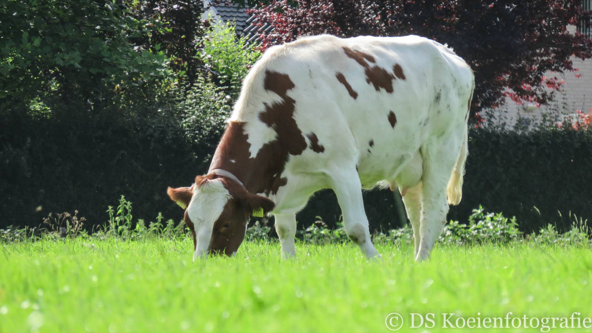Koeien in Loon op Zand van Fiat110-90 DT