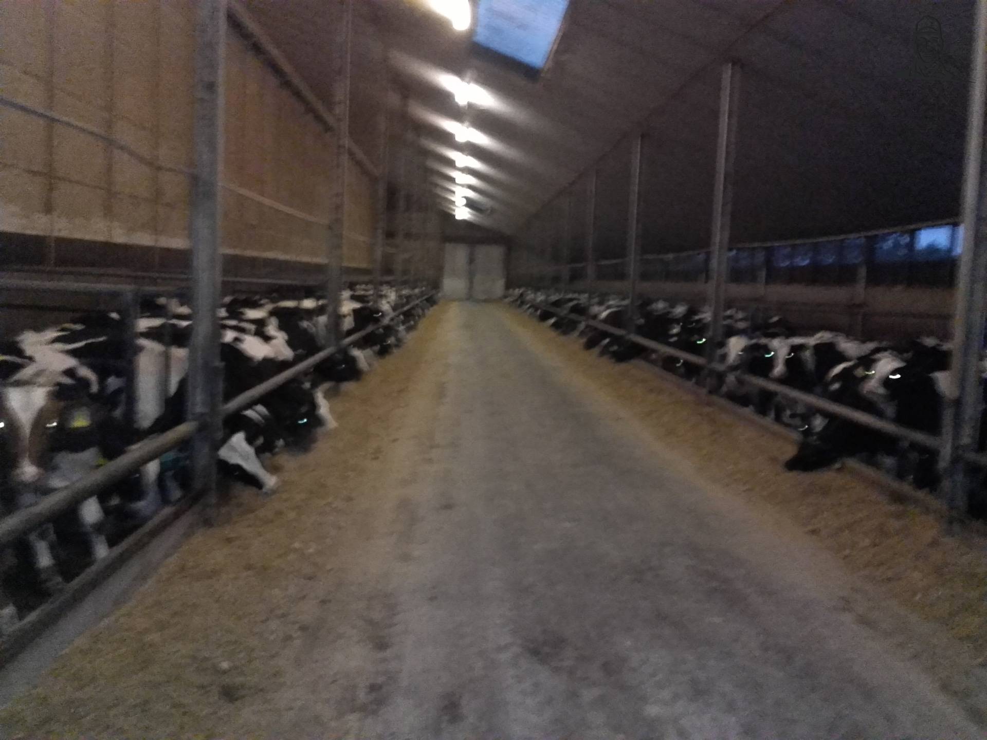 Rosé kalveren  van johndeere6910forever