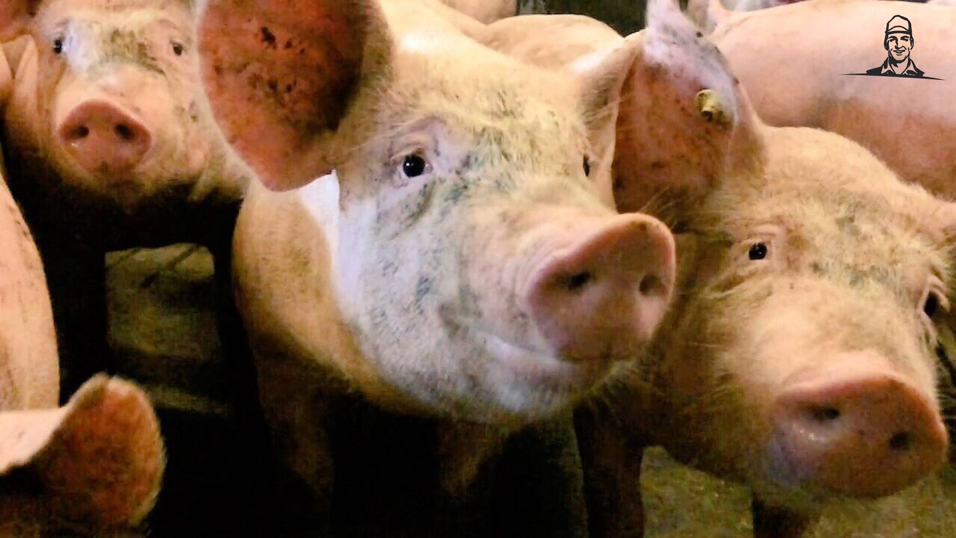 #StarswordenSterren 
 van Nieuwsgrazer