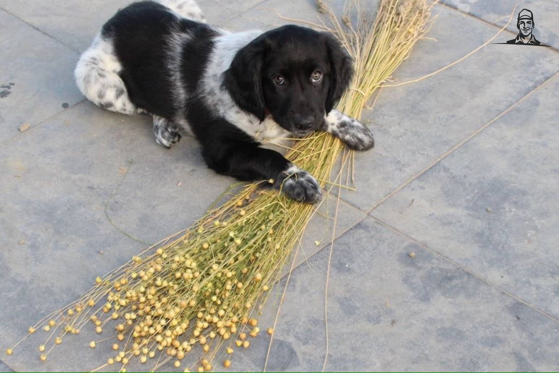 De vlaskeurmeester op het erf van Nieuwsgrazer