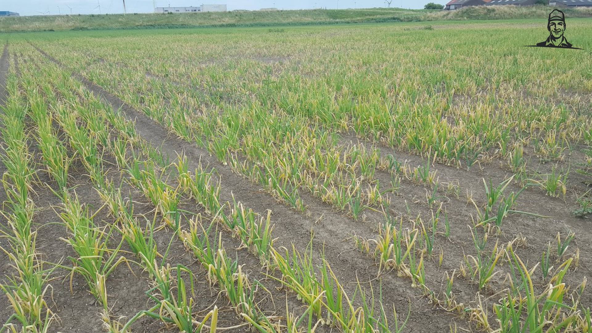 Percelen die verstikt zijn moeten alsnog worden uitgereden van Nieuwsgrazer