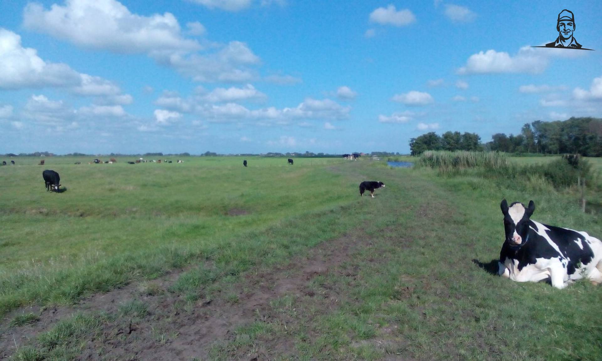 Eindelijk weer eens koeien halen wat heb ik dat gemist! #happy  van Nieuwsgrazer