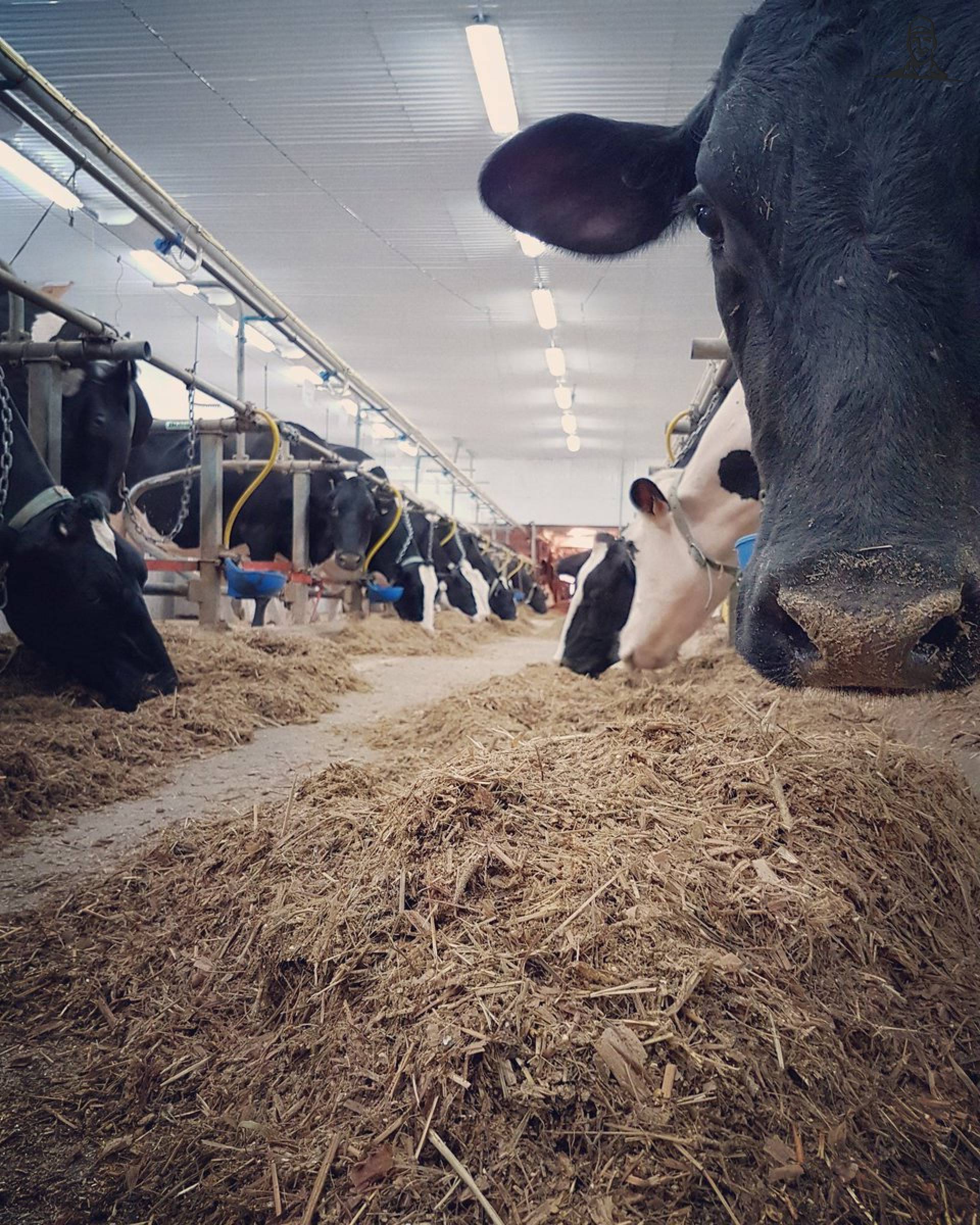 Cows are fed & milked van Nieuwsgrazer