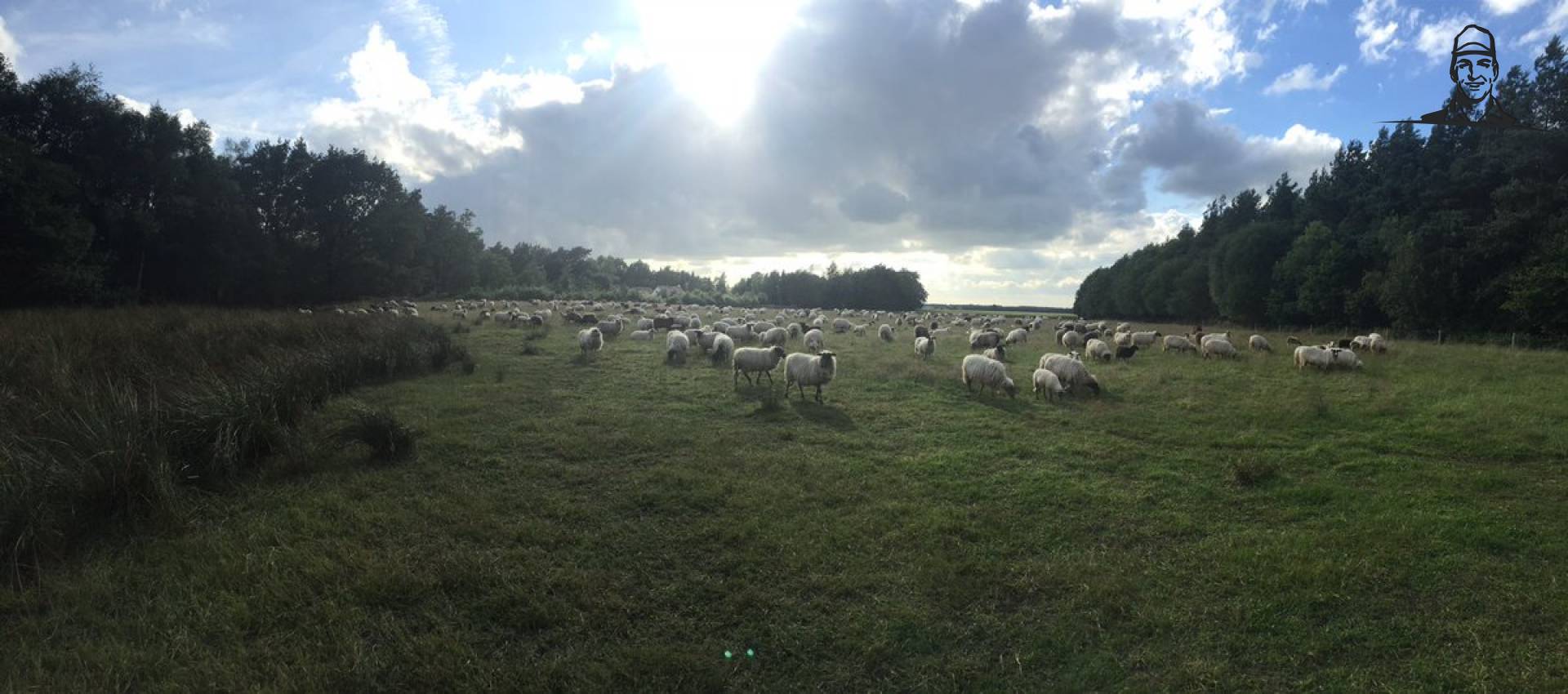 De schapen van het Hijkerveld bijeen van Nieuwsgrazer