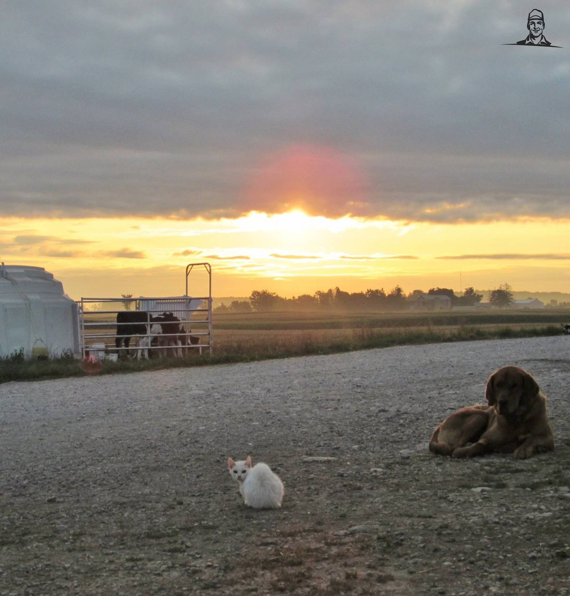 Enjoying a beautiful sunrise with my favourite animals van Nieuwsgrazer