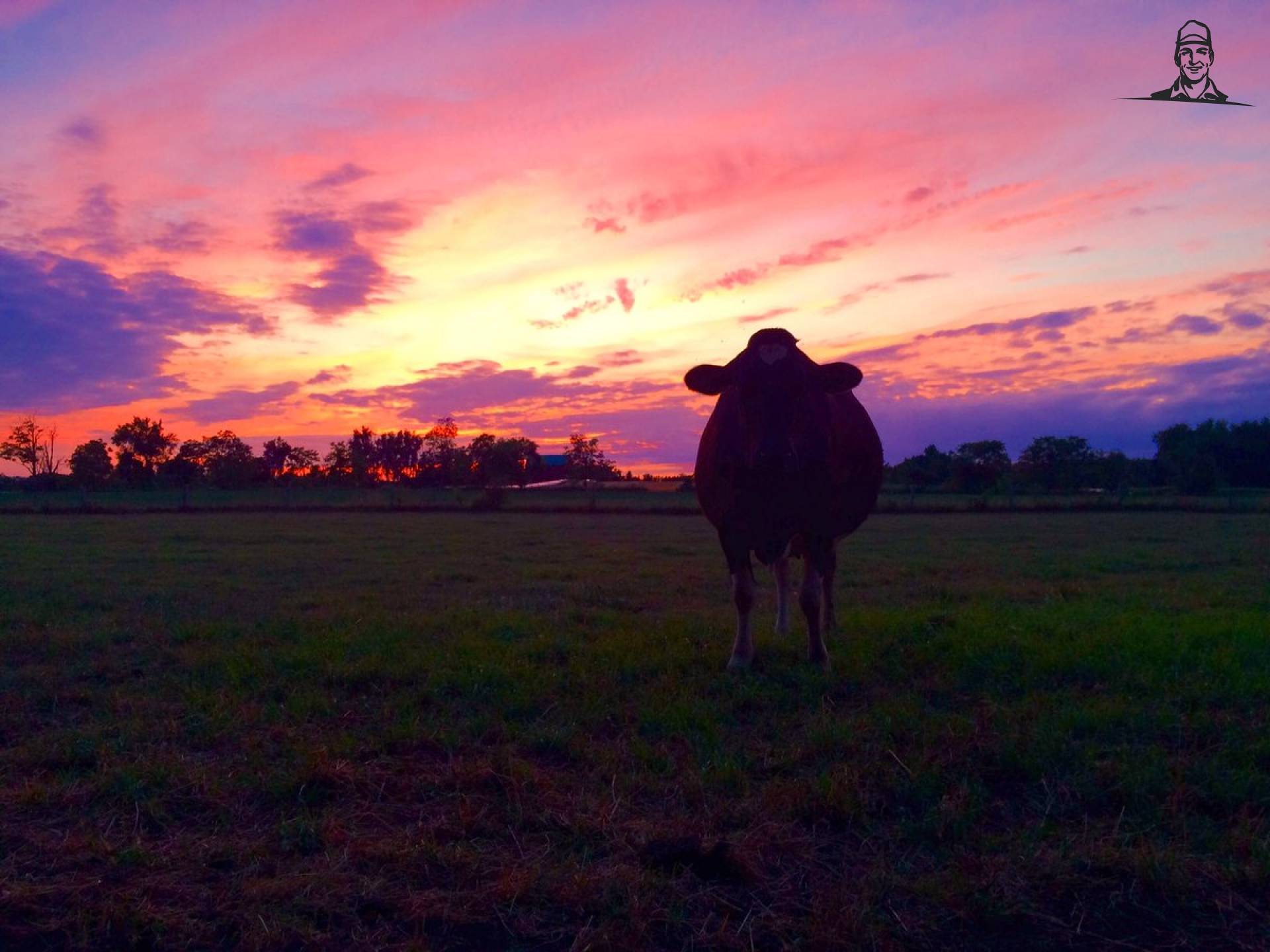 Lucky the cow out-standing in her field #farm365 #AgChat #sunset  van Nieuwsgrazer