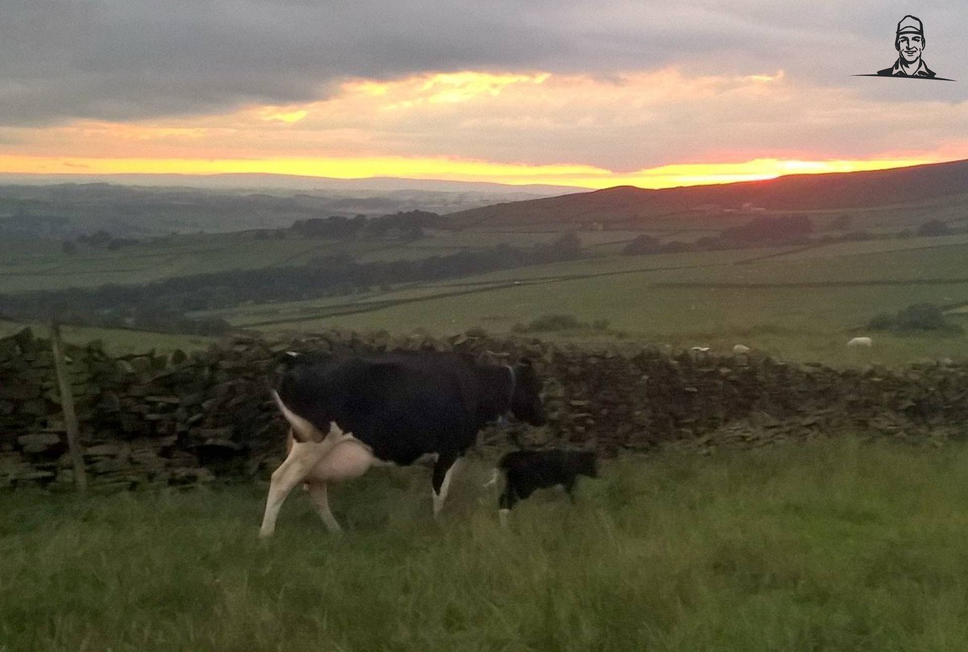 Another heifer calf to bring in at sunset van Nieuwsgrazer