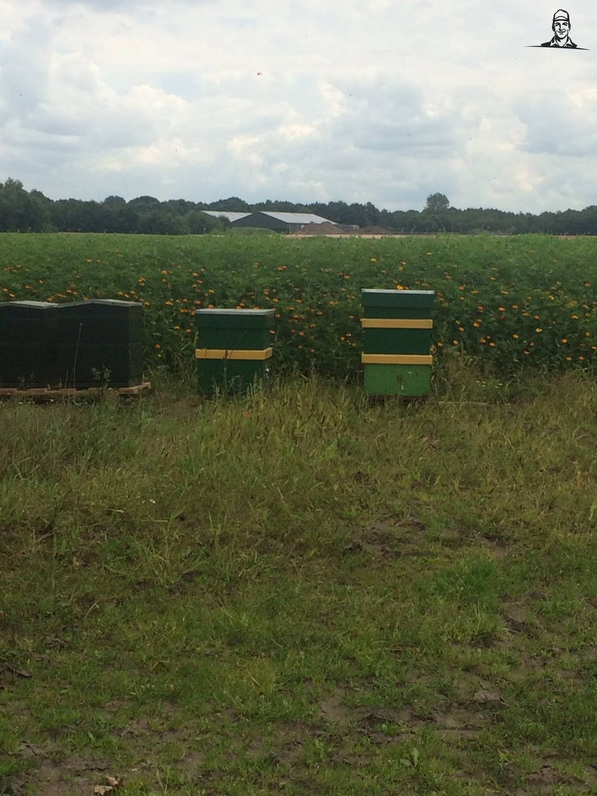 Reguliere landbouw en bijen van Nieuwsgrazer