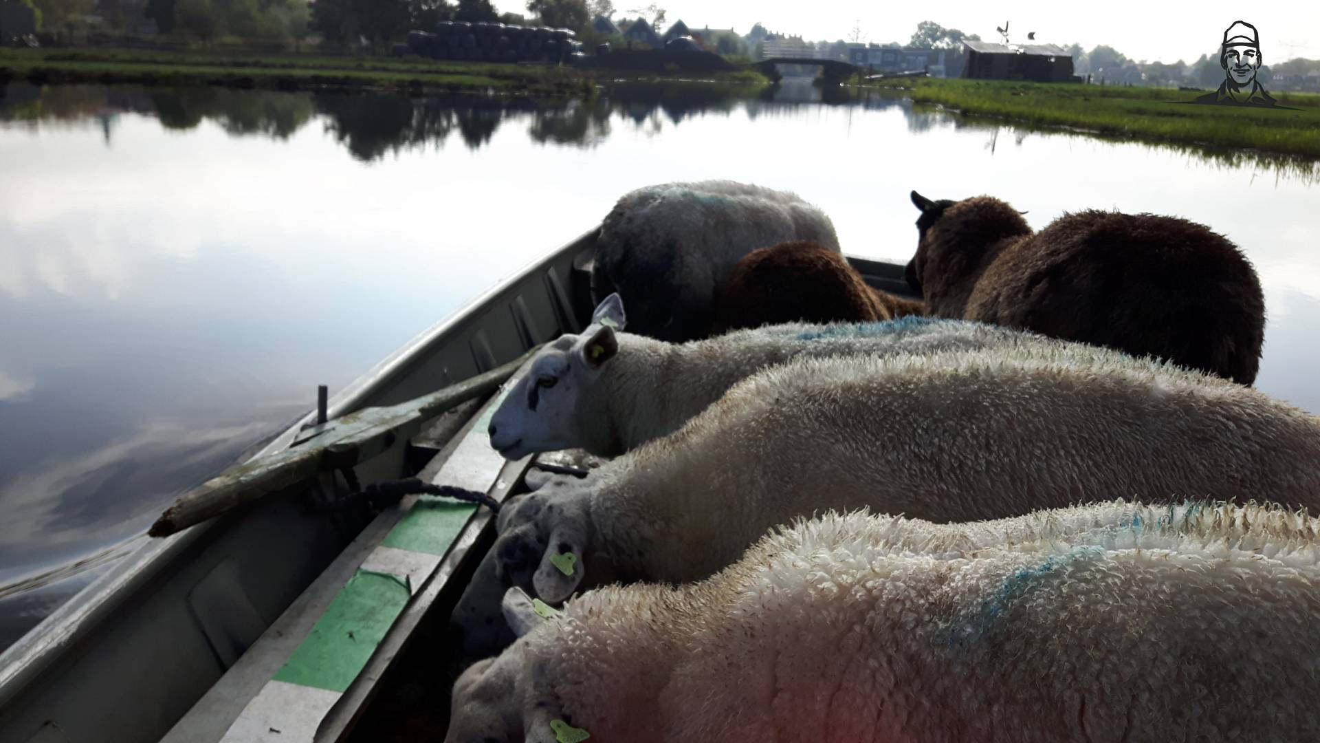 schapen in de boot van jippe