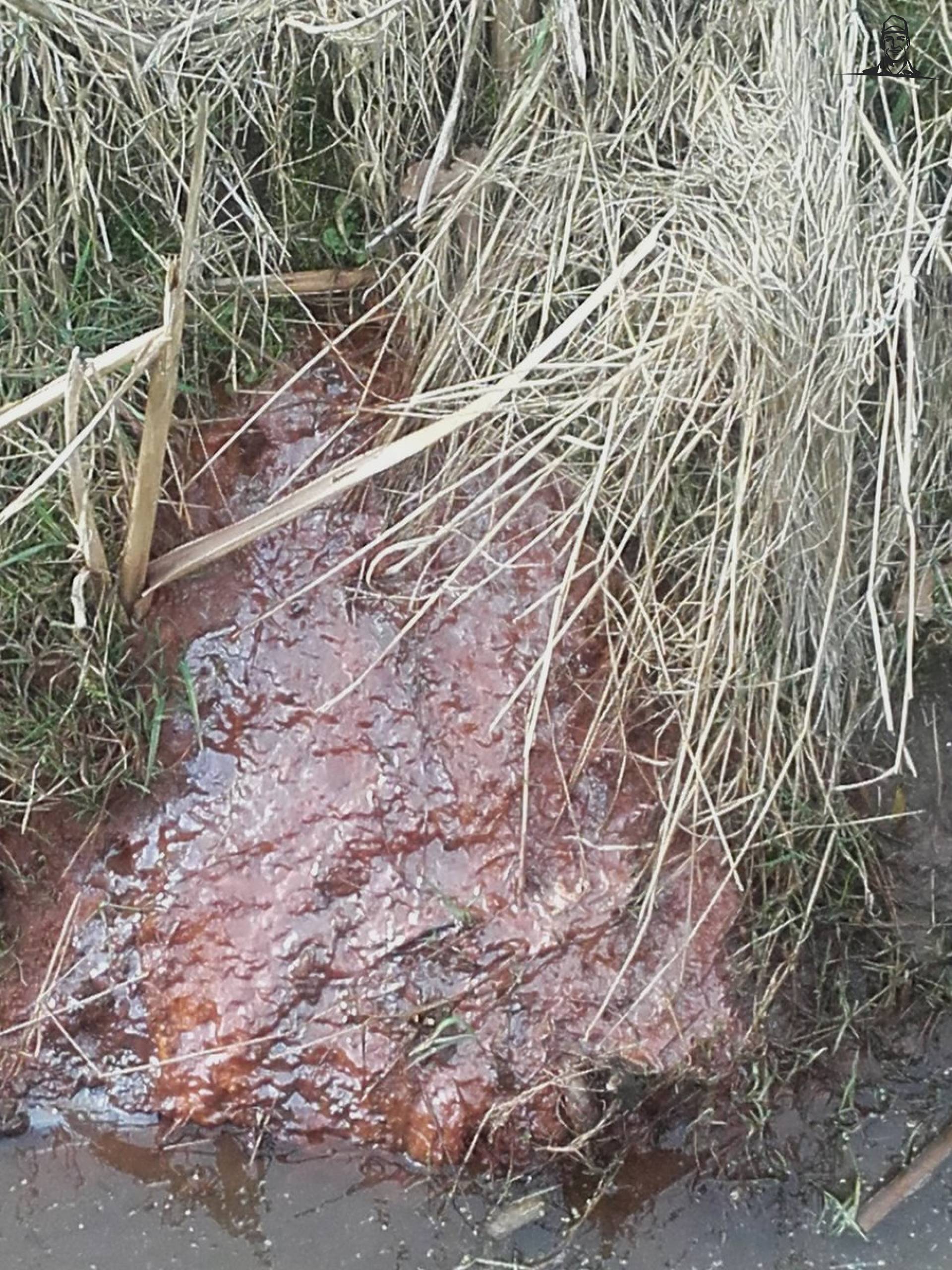 Even de drains controleren en dan zie je deze 😯 #graslandmanagement #weide  van Nieuwsgrazer