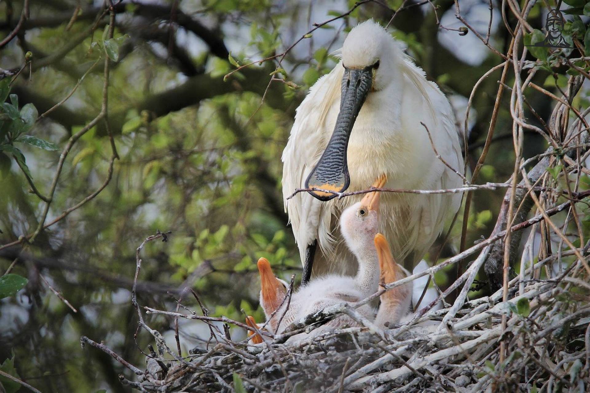 De lepelaars  van Nieuwsgrazer