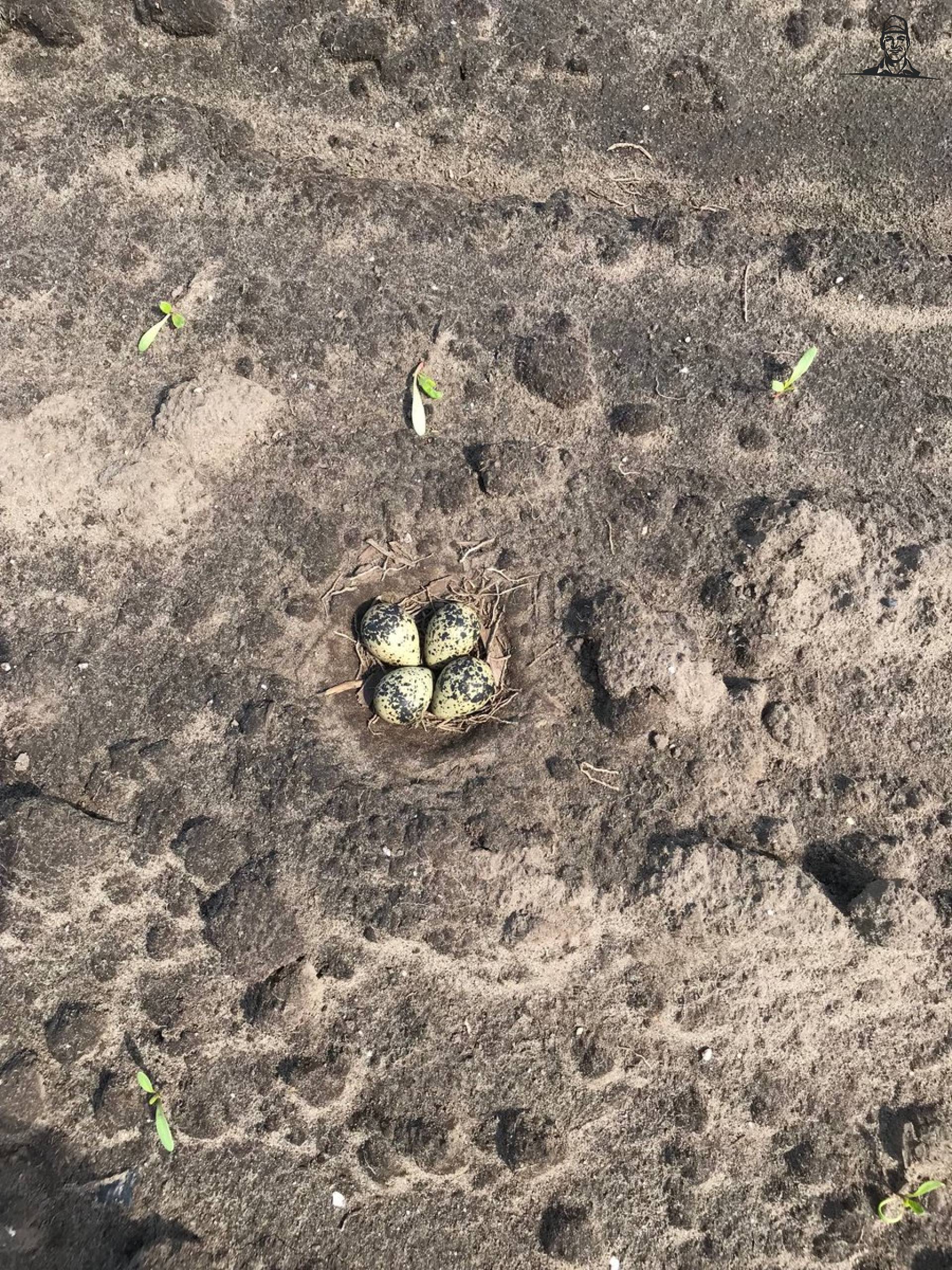 Blijft mooi,kievitseieren in de bieten  van Nieuwsgrazer