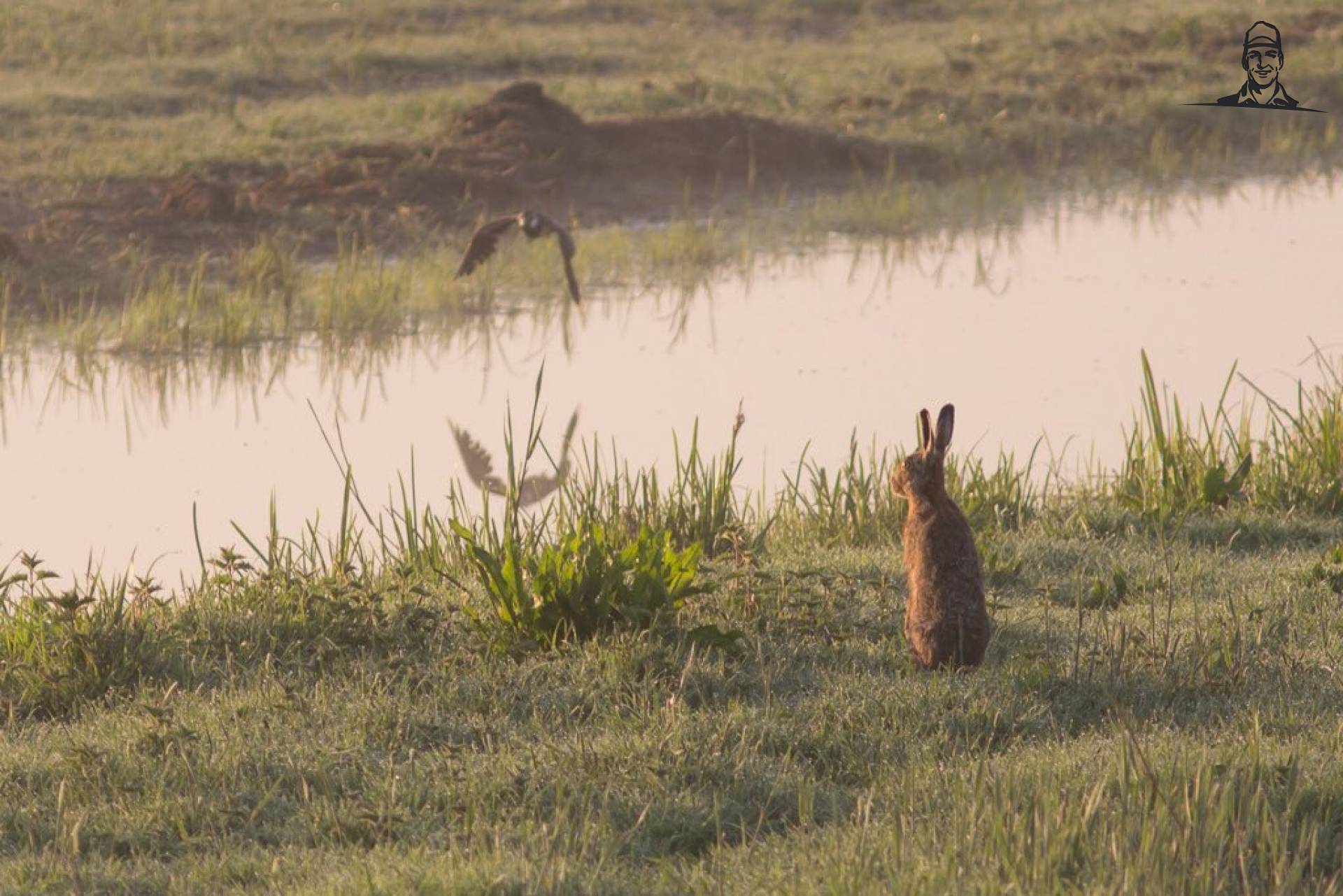 De haas keek toe hoe een kievit passeerde  van Nieuwsgrazer