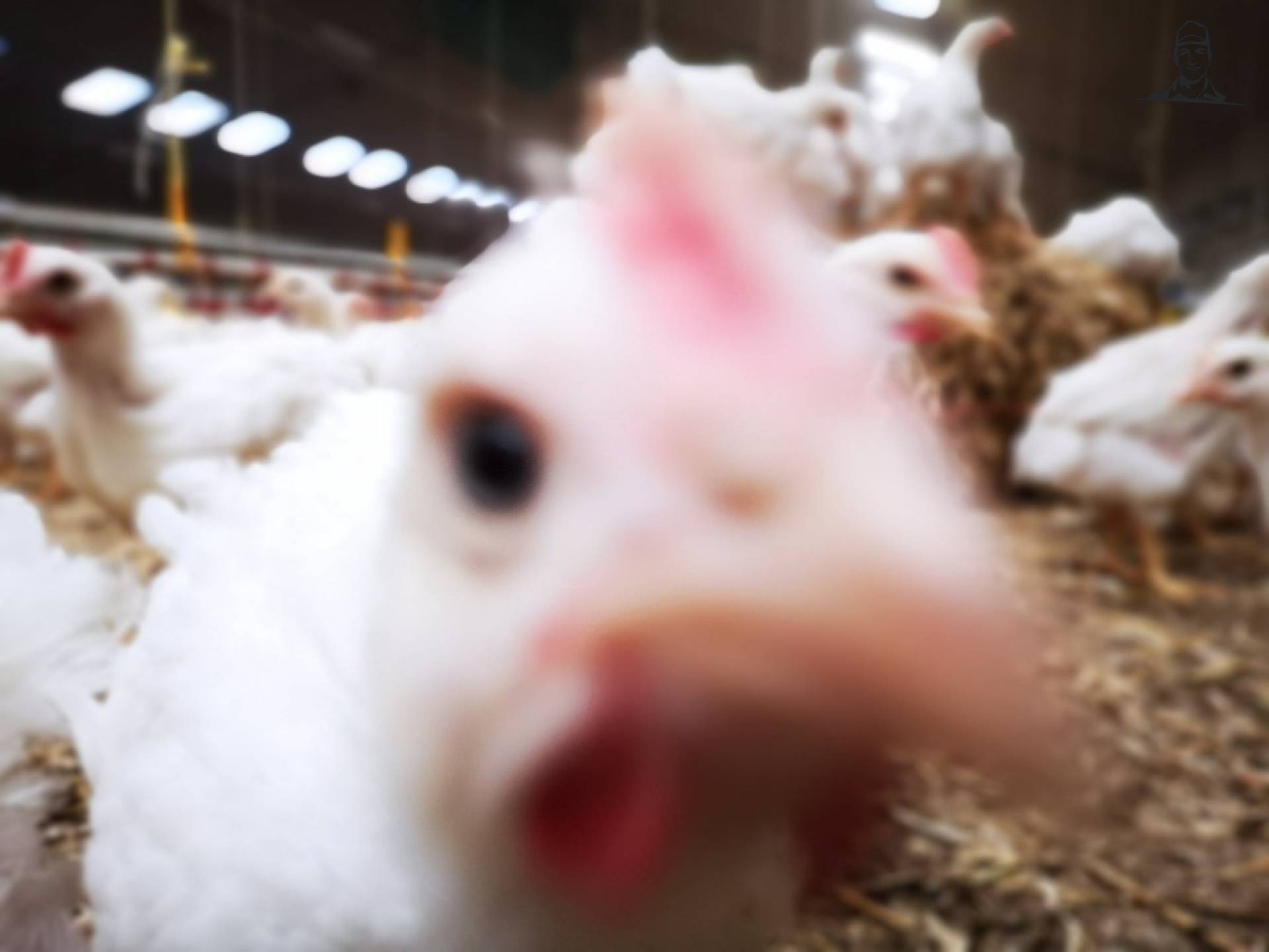 Altijd lastig om een foto te nemen tussen die nieuwsgierige kippen van Nieuwsgrazer