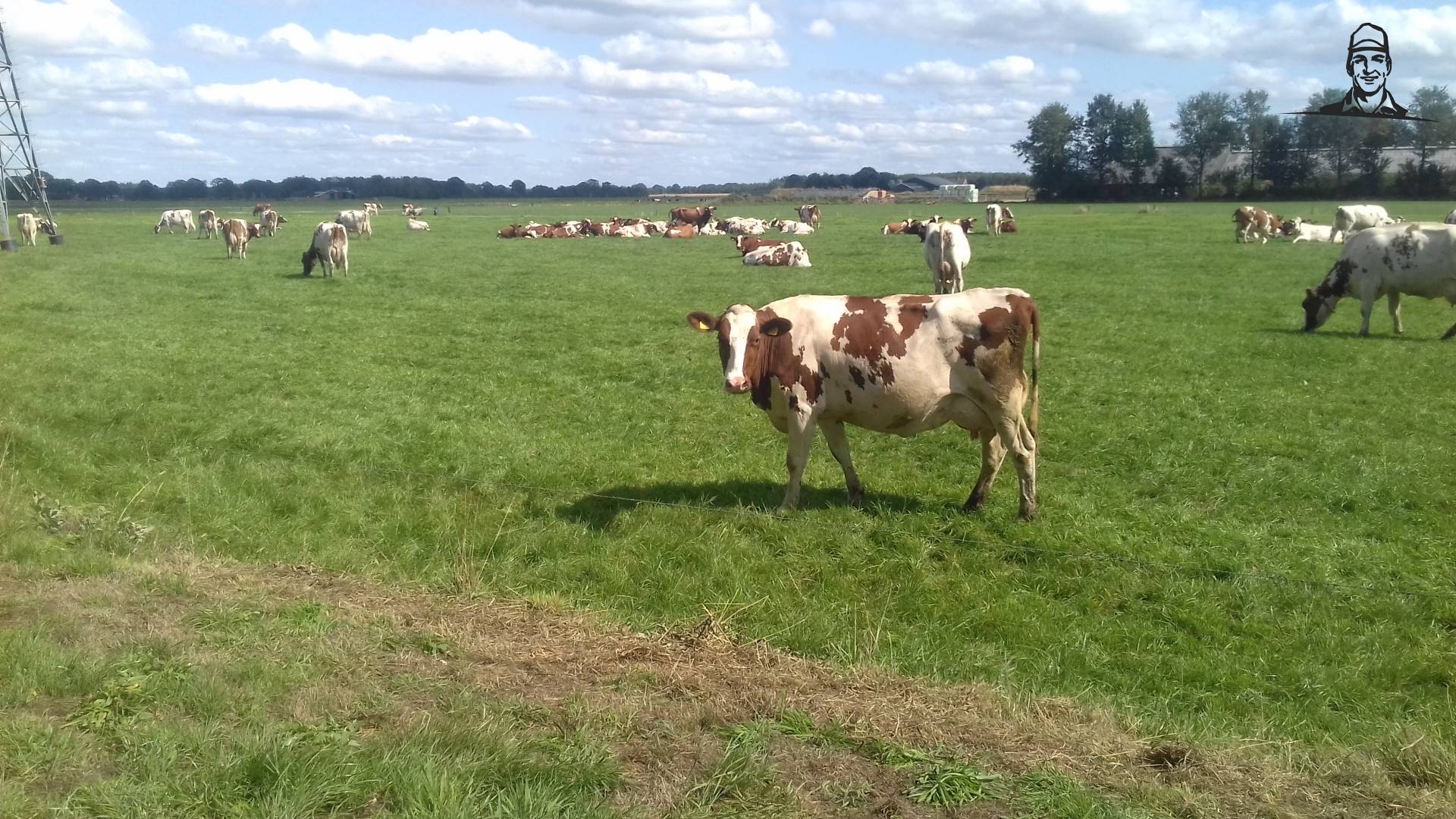 Roodbonte koeien van interfan1055