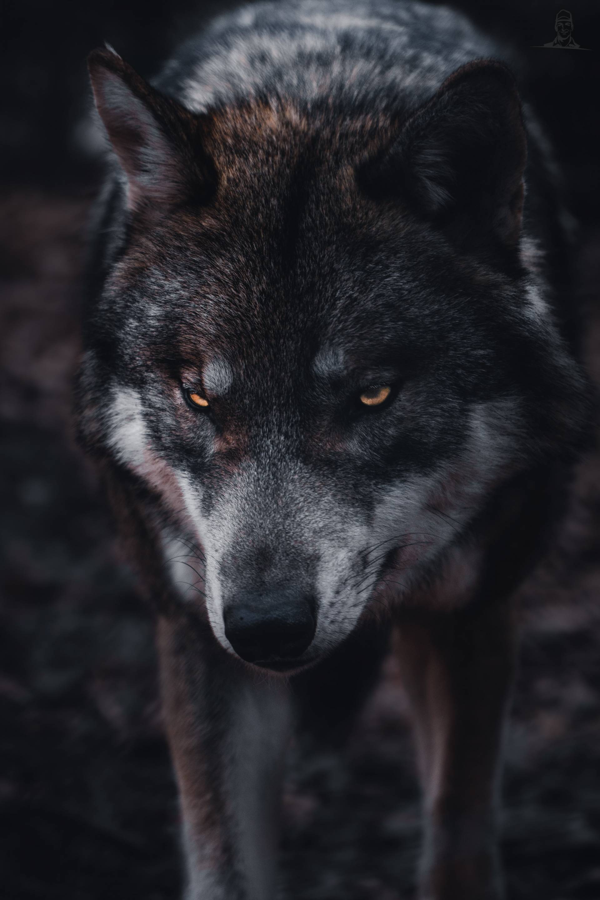Wolf van Tinus