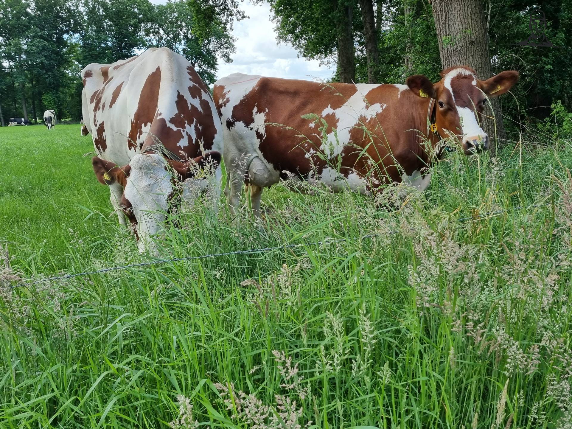 Roodbontfokker heeft de melkkoeien in de wei van Grasbaal