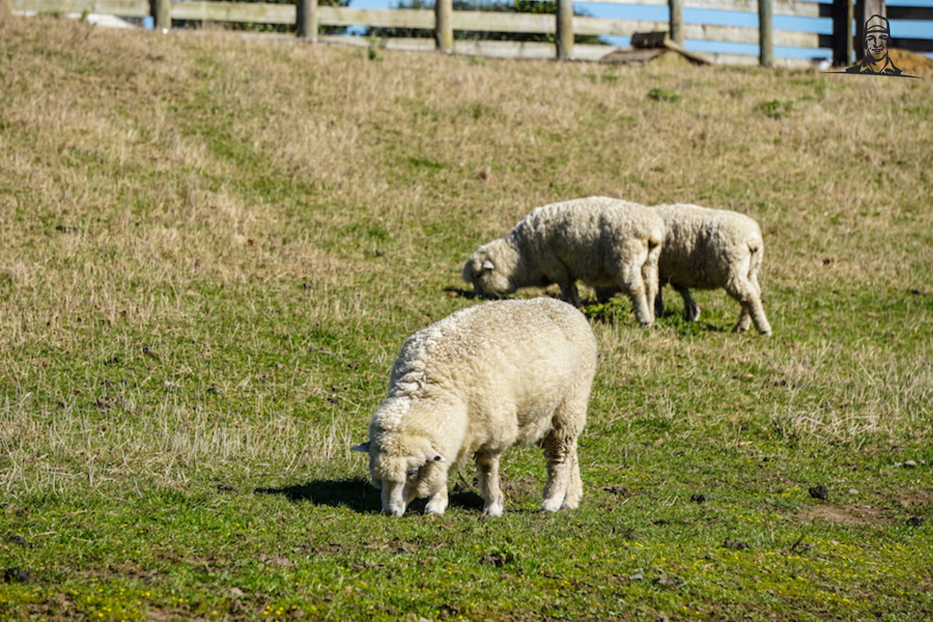 Merino schapen grazen in Nieuw Zeeland van Grasbaal