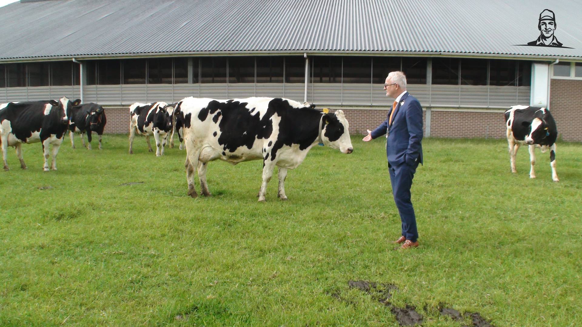 Burgemeester Gerard van den Hengel tussen de koeien van Grasbaal
