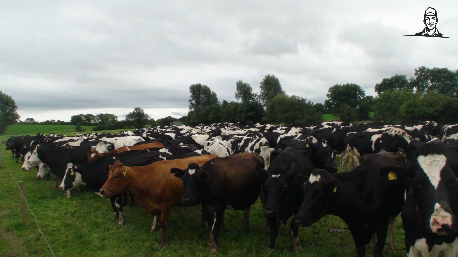 Melkveehouderij studiereis Ierland 2016 van Grasbaal