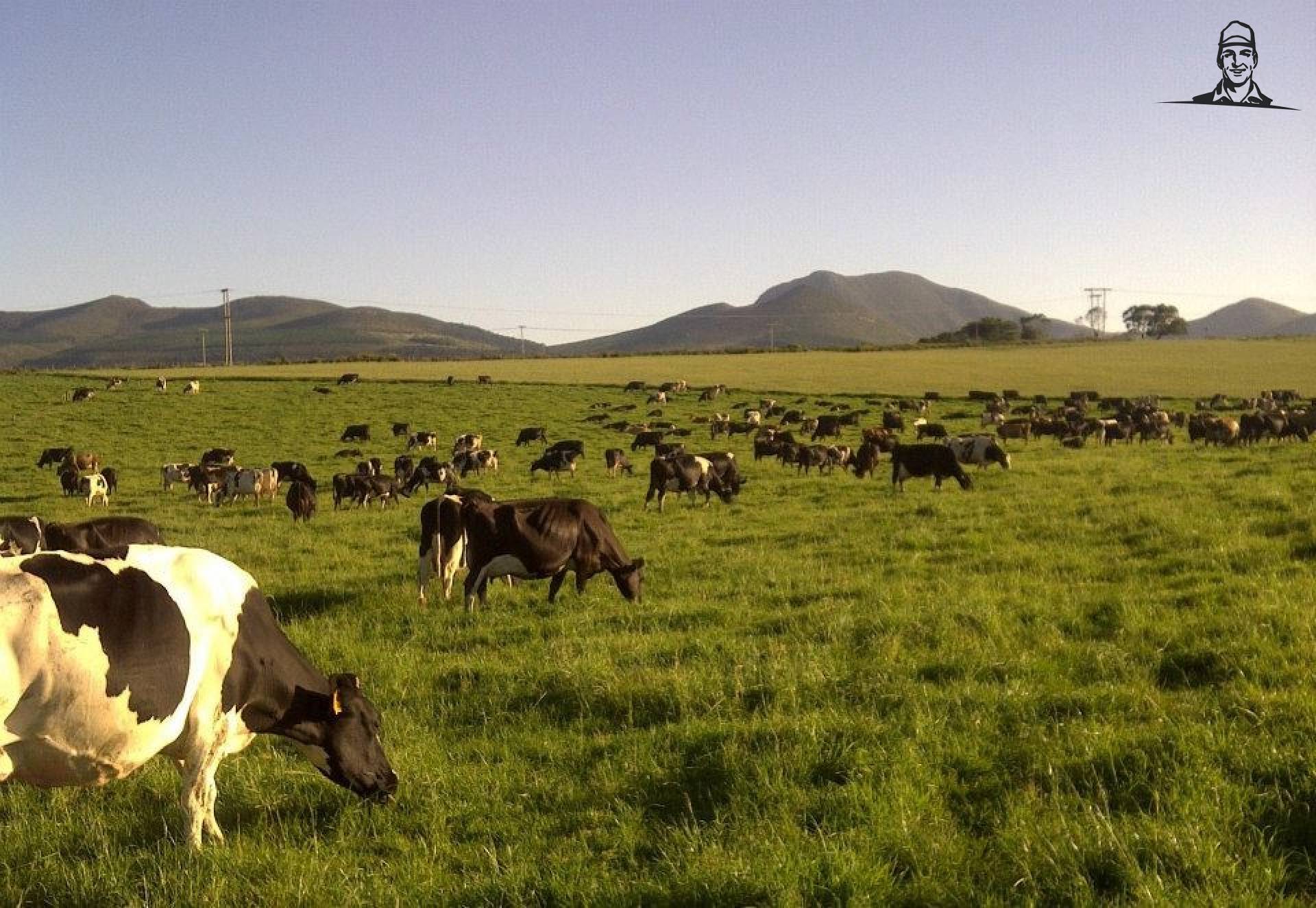 Koeien in de wei - Zuid-Afrika van Grasbaal