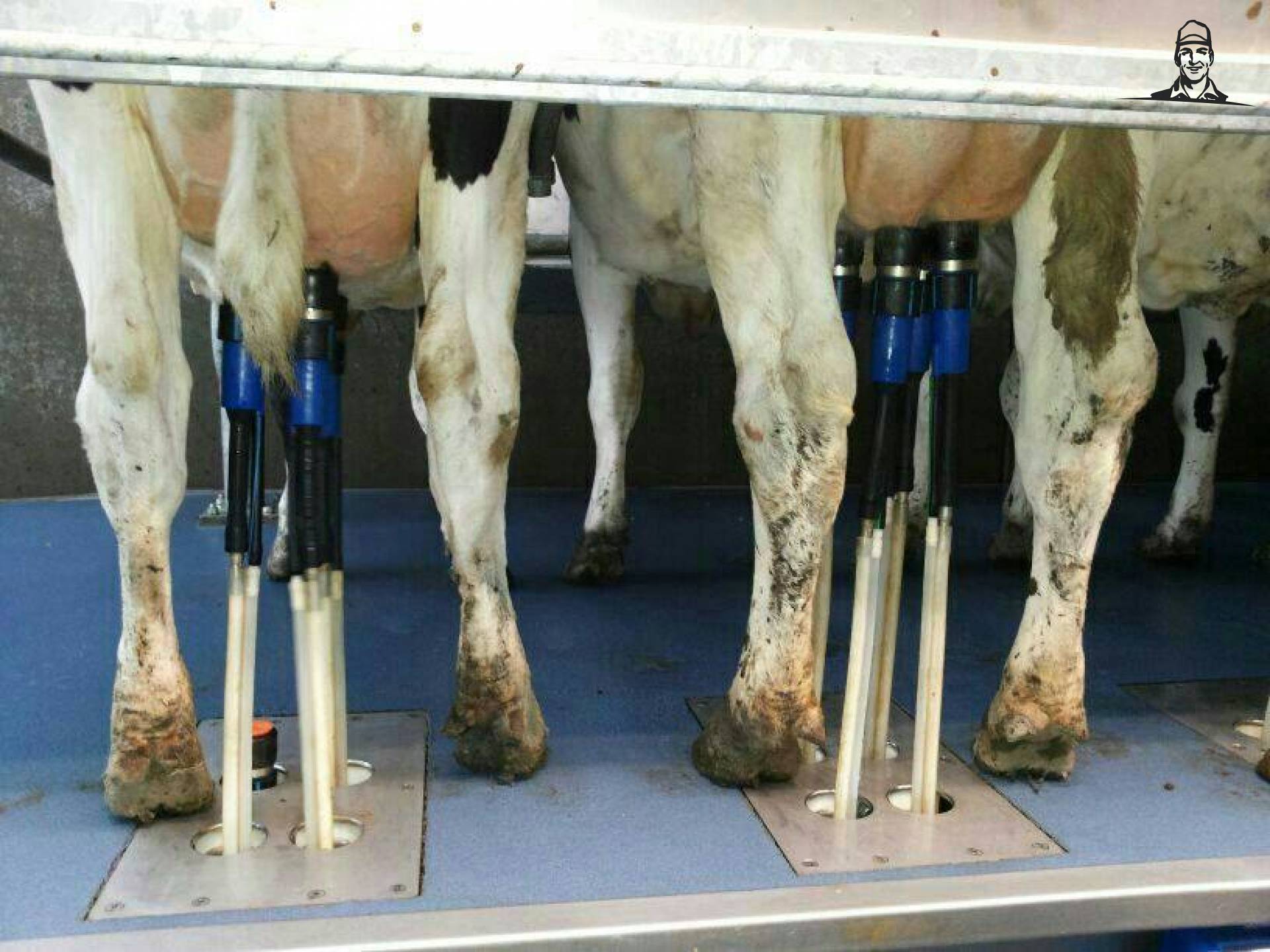 In 2012 ontwikkelde Broer Roorda, melkveehouder in Grou (FR), een nieuwe techniek om het...