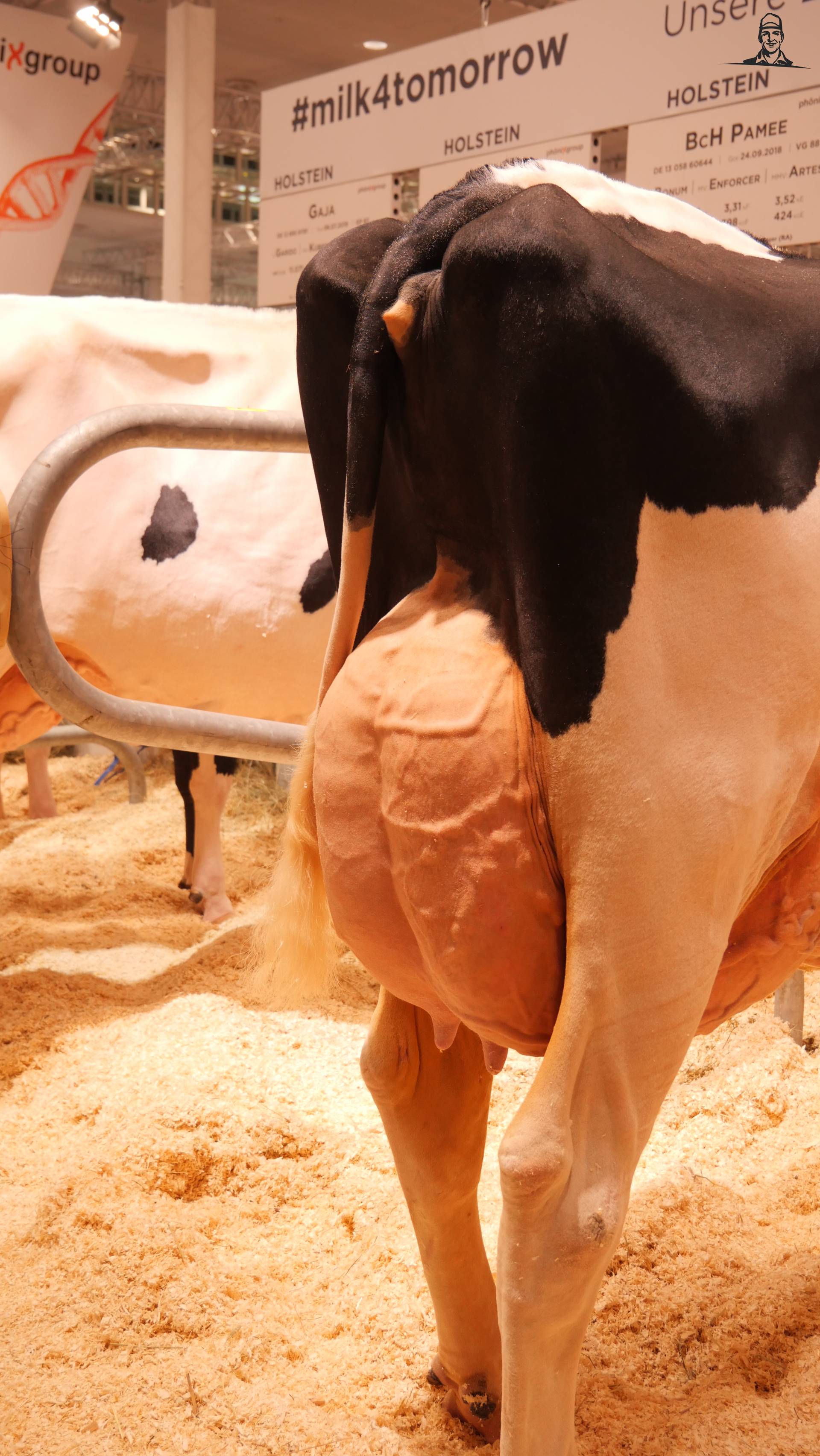 Genosource Captain Handhaaft Kop Bij Stierindexen