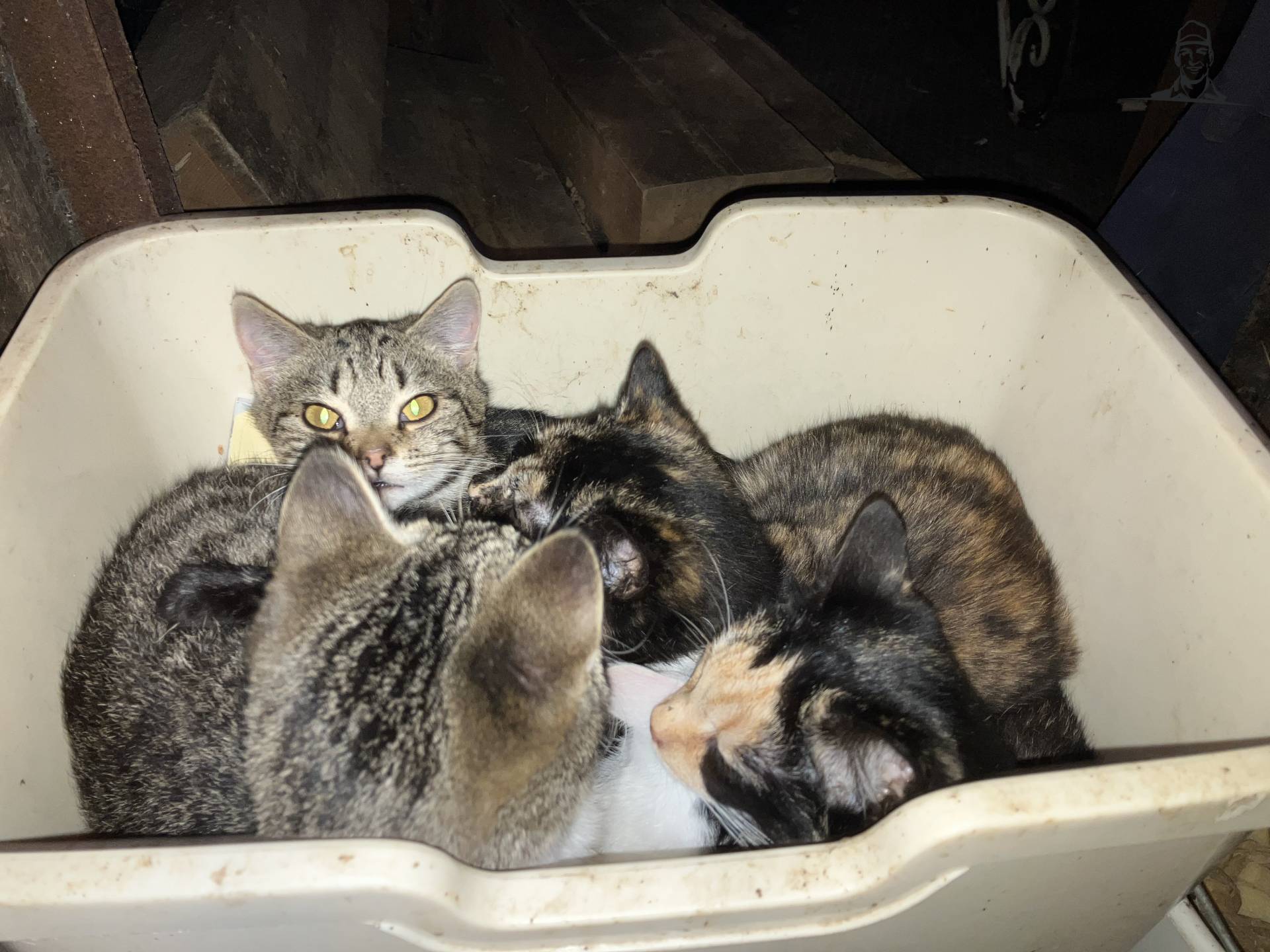 5 katten knus in de oud pappierbak.