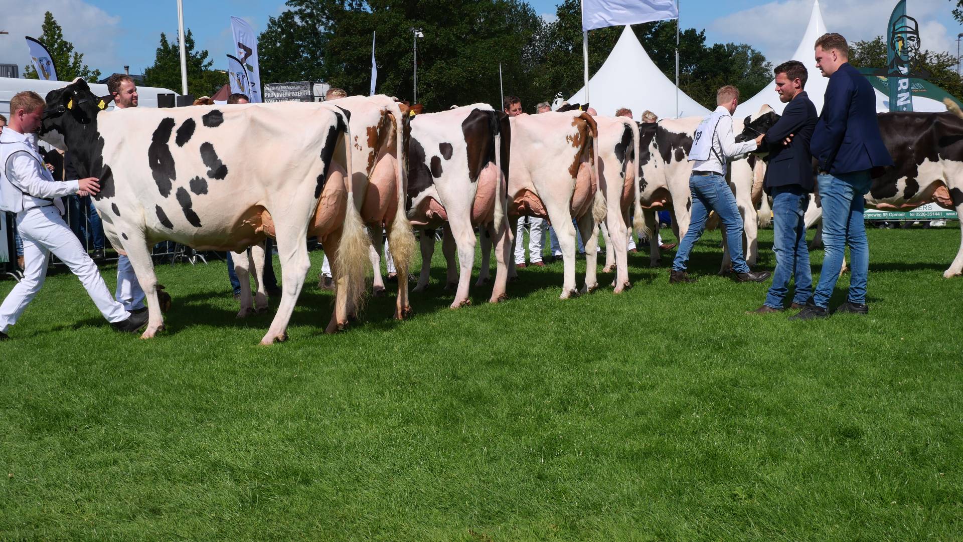 Rundveekeuring Opmeer 2023 - jonge koeien van Grasbaal