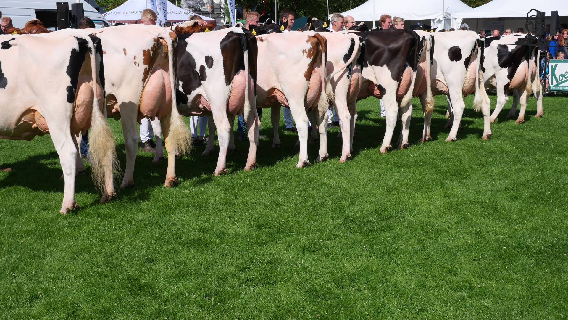 Rundveekeuring Opmeer 2023 - jonge koeien van Grasbaal