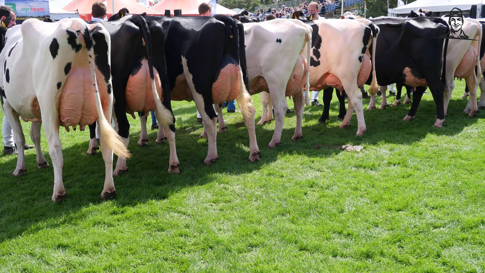 Rundveekeuring Opmeer 2023 - oude koeien van Grasbaal