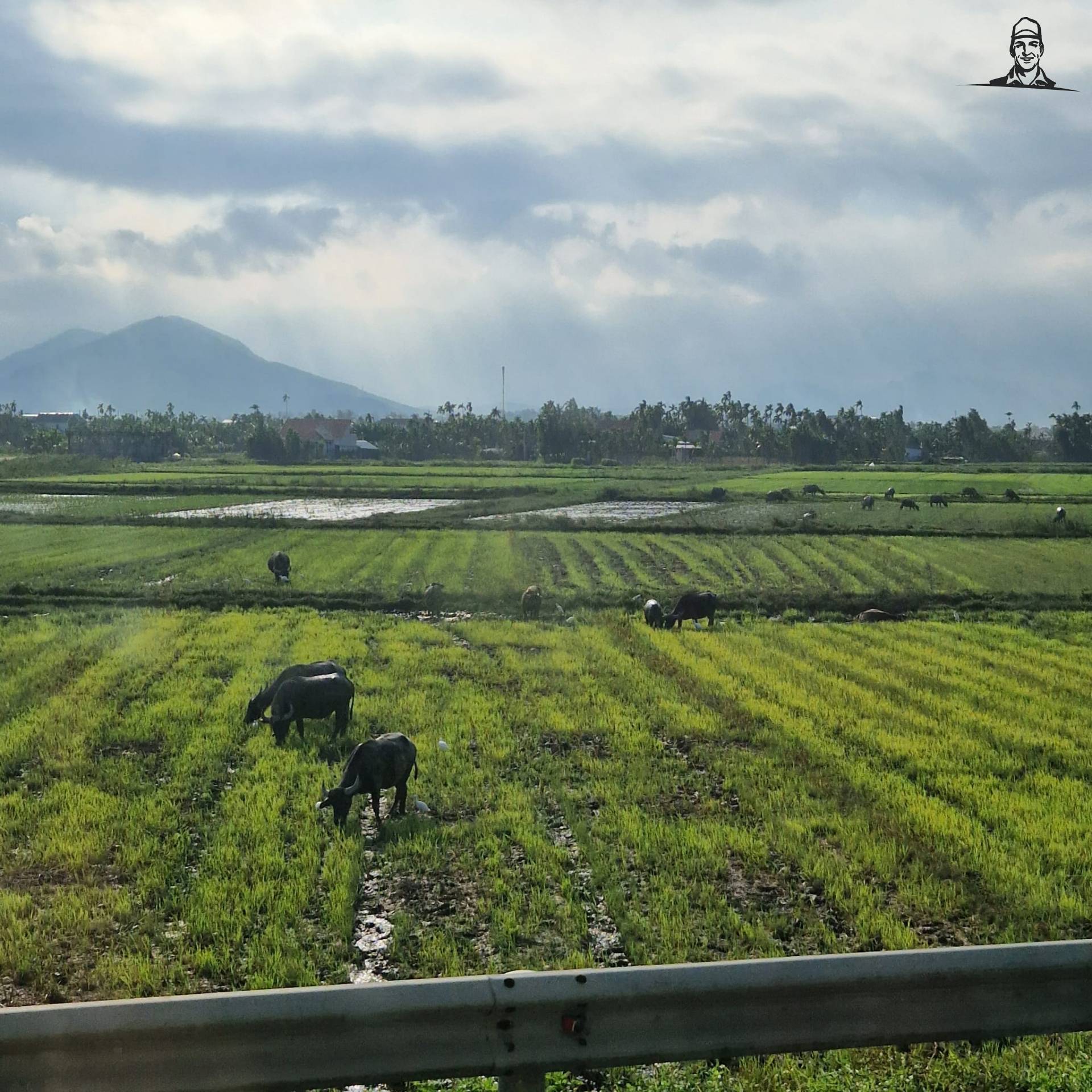 koeien in de rijstvelden van Vietnam van Grasbaal