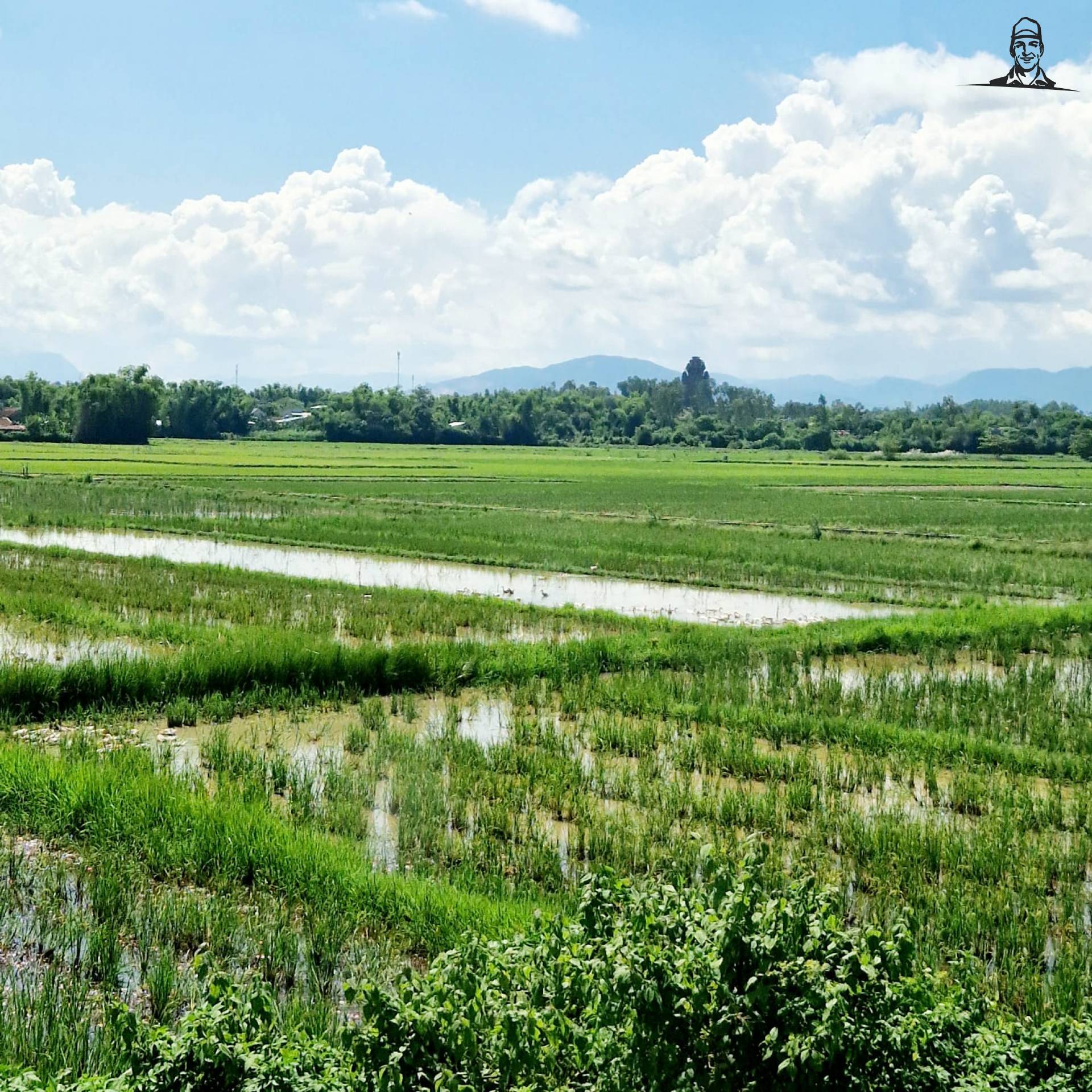 Rijsvelden vietnam van Grasbaal