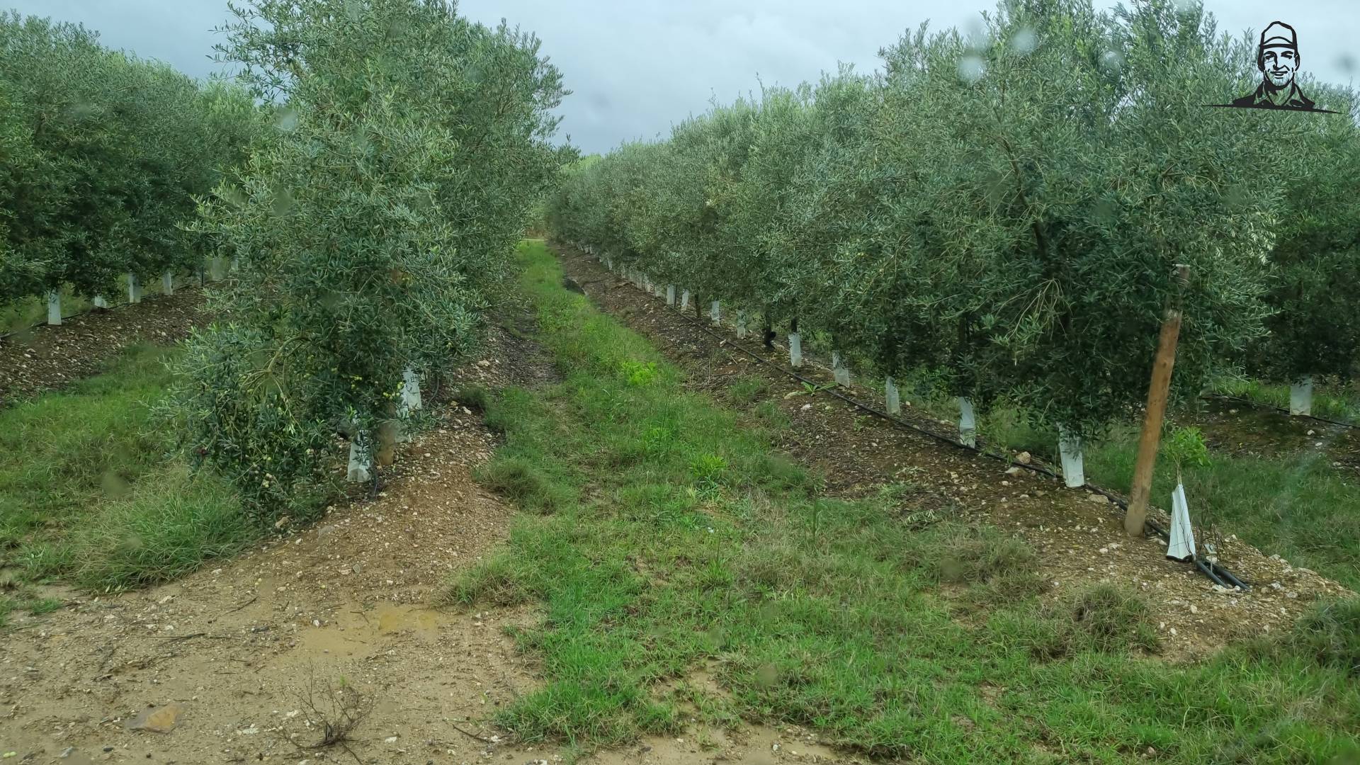 Olijfbomen Portugal van Grasbaal