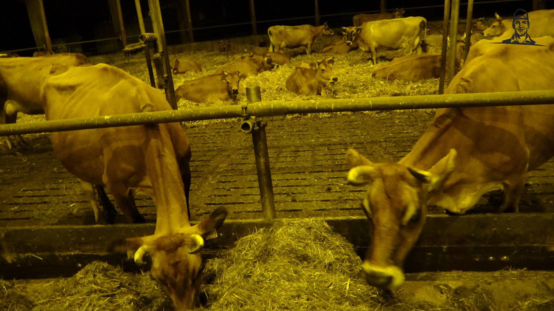 Jersey koeien met hoorns van Grasbaal