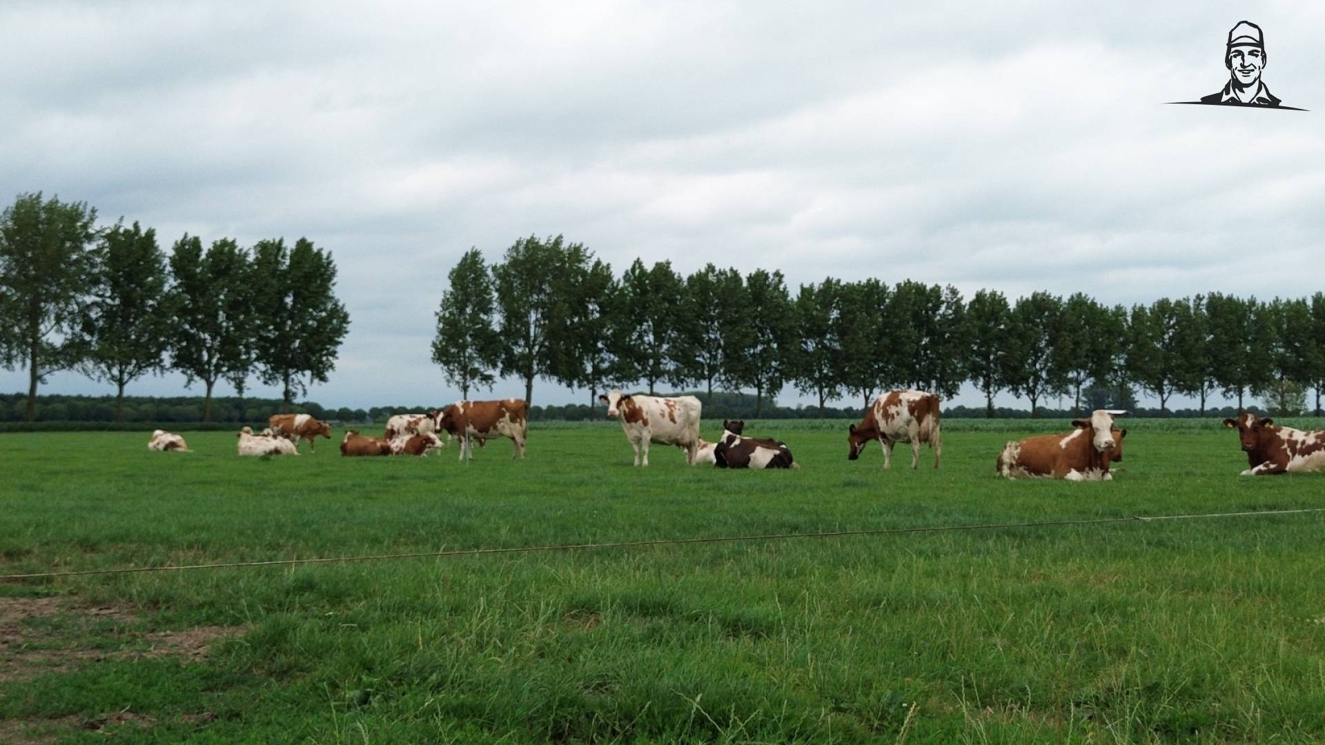 Mooie koppel roodbont van m'n schoonvader. Ook evengefilmd met de drone van johndeere6910forever