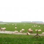 Schapen