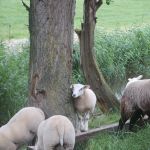 Schapen