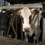 Koeien