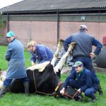 Operatie lebmaagverplaatsing