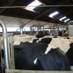 Wachtruimte Delaval VMS.