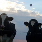 Koeien tijdens een zomeravond ! 