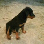 rotweiler