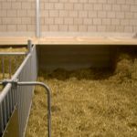 1e stro hok nuchtere kalveren