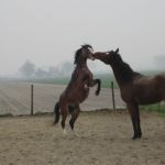 spelende paarden