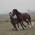 spelende paarden