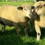 Kruislingen - Swifter / Hampshire Down