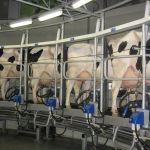 Koeien in de melkstal